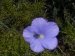 Bluish Flowers