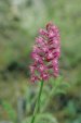 Pink Flowers