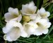 Whitish Flowers