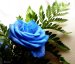 Flores azuladas