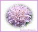 Flors moradenques